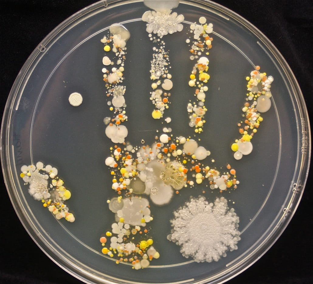 DIY Bacteria Handprint